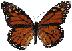 butterfly.gif